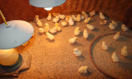 Một số lưu ý về nhiệt độ khi làm chuồng úm cho gà con