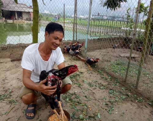 Tổng hợp các trang trại mua bán gà đòn chất lượng tại Việt Nam