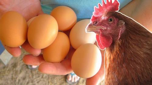 Gợi ý cách bảo quản trứng gà chọi để ấp đúng quy trình cho anh em