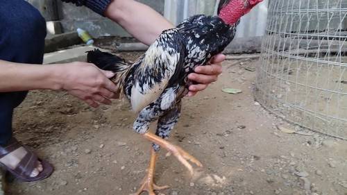 Bí quyết nuôi gà chọi 3 tháng tuổi khỏe mạnh, không bệnh gia cầm