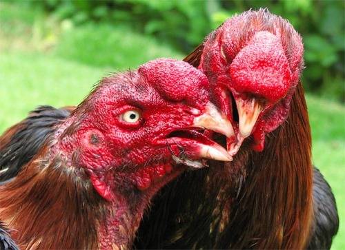 Học hỏi cách om bóp gà chọi non đỏ cực săn chắc
