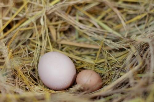 Gà trống đẻ trứng là điềm báo lành hay dữ? Lý giải bí ẩn đằng sau