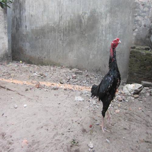 Tổng hợp 5 giống gà nổi bật nhất tại trại gà Bình Định