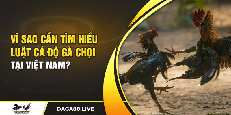 Vì sao cần tìm hiểu luật cá độ gà chọi tại Việt Nam?